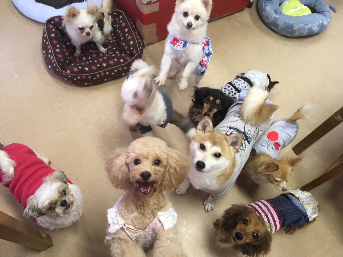 🐾保護犬🐶保護猫🐱達の里親になろうよ✨2019,9,20